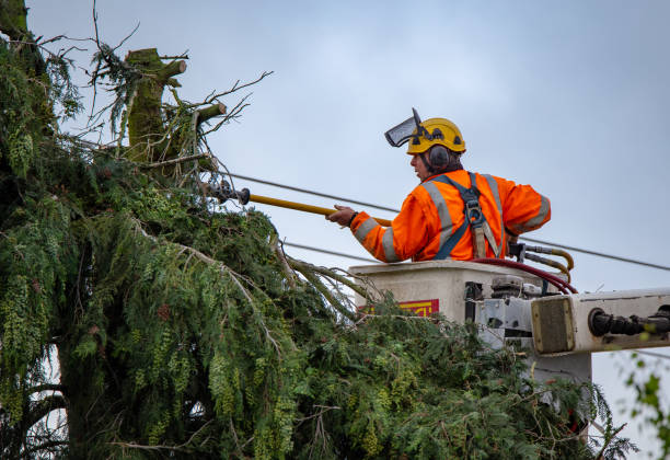 How Our Tree Care Process Works  in  Toulon, IL