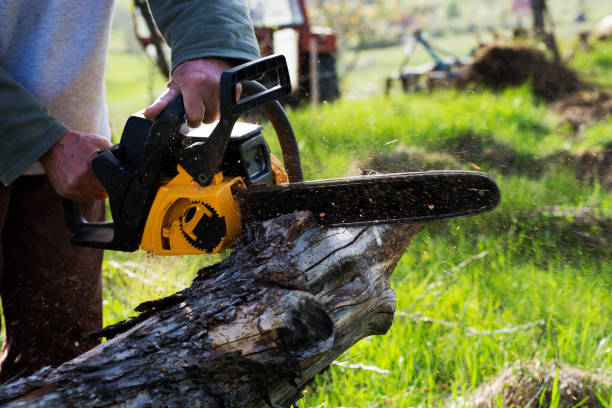 Best Stump Grinding and Removal  in Toulon, IL